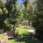 Abejas 1 De El Vergel De Chilla * Candeleda
