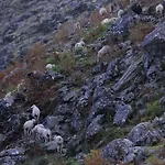 Abejas 1 De El Vergel De Chilla Candeleda