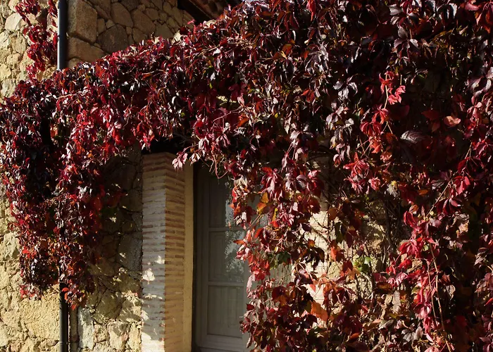El Vergel De Chilla Son 3 Abejas 1 Abejas 2 Y Libélula