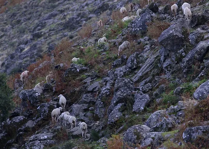 El Vergel De Chilla Son 3 Abejas 1 Abejas 2 Y Libélula Candeleda