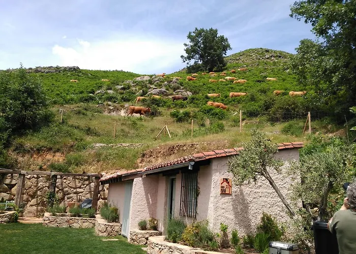 El Vergel De Chilla Son 3 Abejas 1 Abejas 2 Y Libélula * Candeleda
